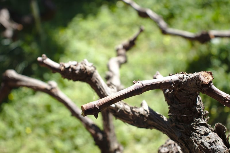 Pruning Tips