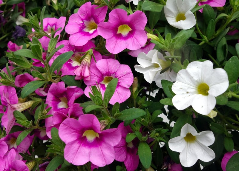 Flower Cascade