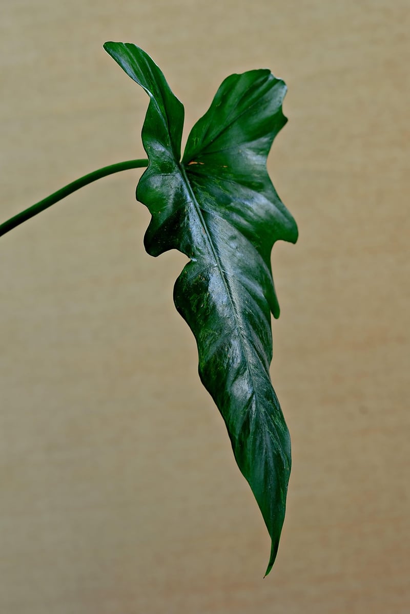Indoor Gardening Kit