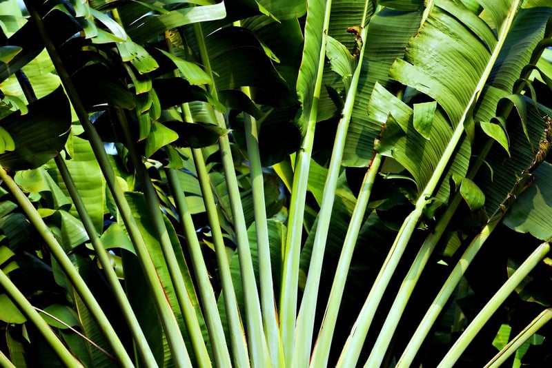 Indoor Jungle