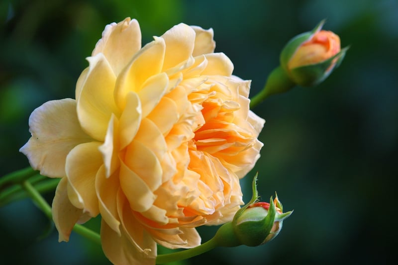 Rose Garden