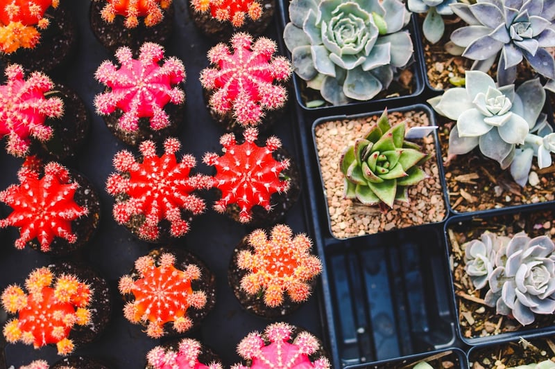 Succulent Display